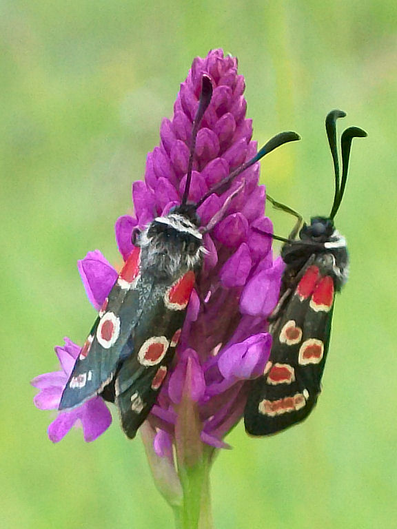 Anacamptis pyramidalis e Zygaena spp.